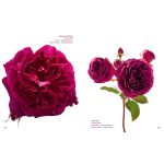 The Color Of Roses - A Curated Spectrum Of 300 Blooms