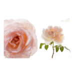 The Color Of Roses - A Curated Spectrum Of 300 Blooms