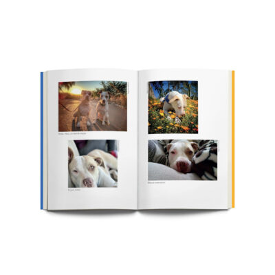 A Fabullosa Stella: A História Real Da Pit Bull Resgatada Que Salvou Uma Família