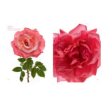 The Color Of Roses - A Curated Spectrum Of 300 Blooms